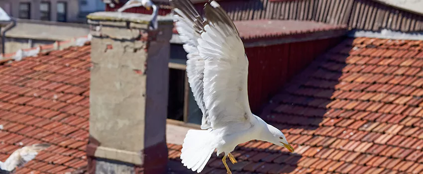 Residential Chimney Animal Removal Solution in Cohoes, NY